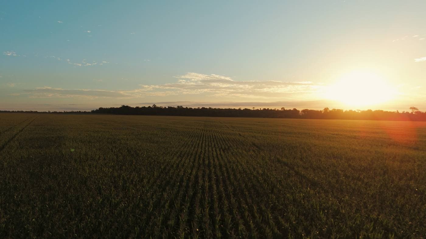 Lavoura de milho em área de cultivo