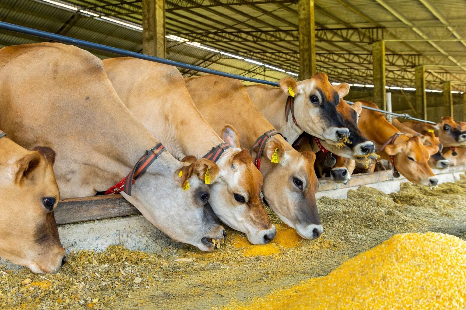 Bovinos se alimentando no cocho